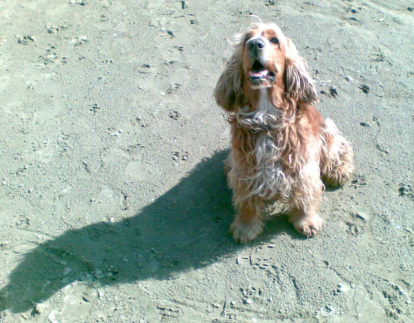 Il mio amico che f�...