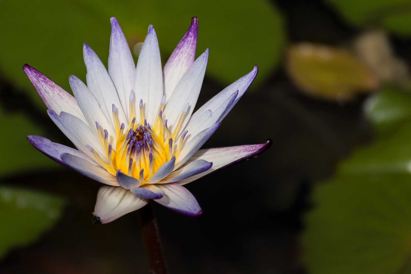 Sigurt� Ninfea stellata