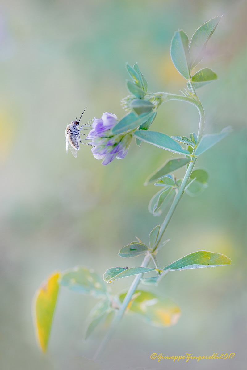 Tra l'erba medica ..