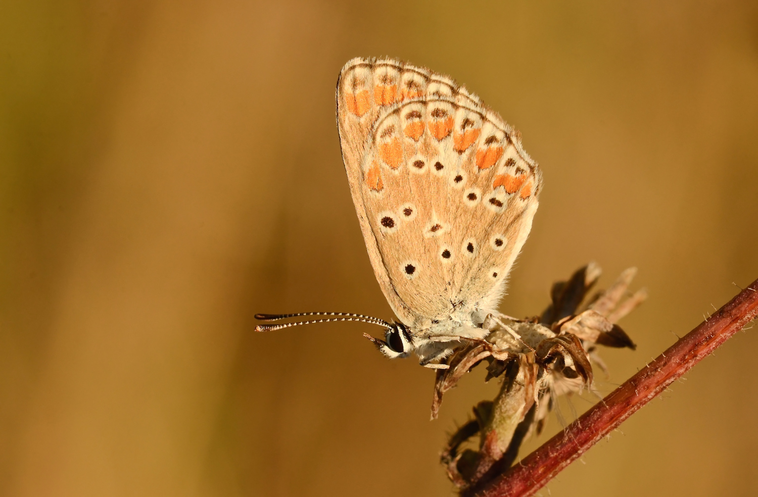 Licenide al tramonto