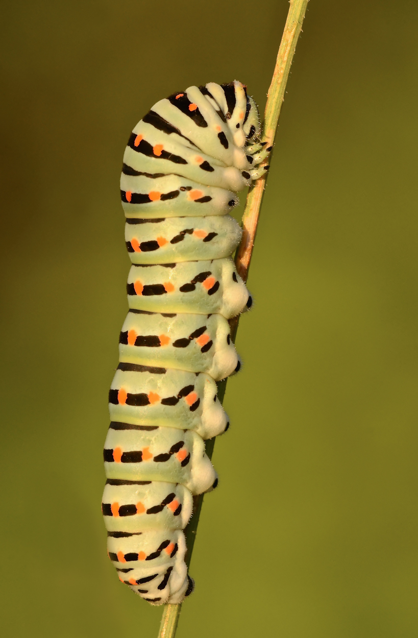 Bruco di macaone al tramonto