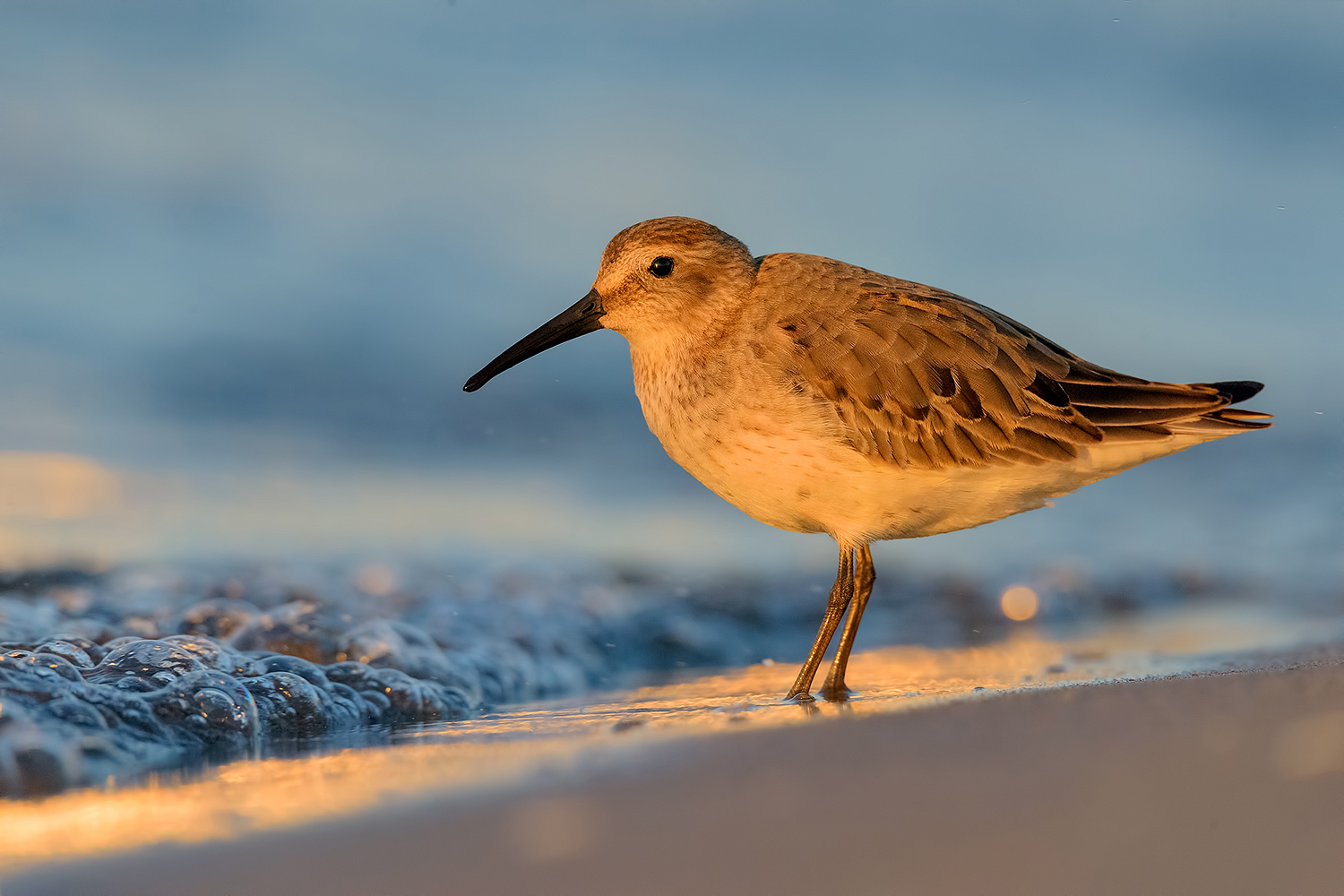 Piovanello Pancianera