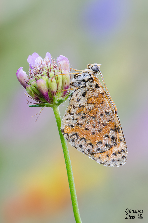 Melitaea didyma