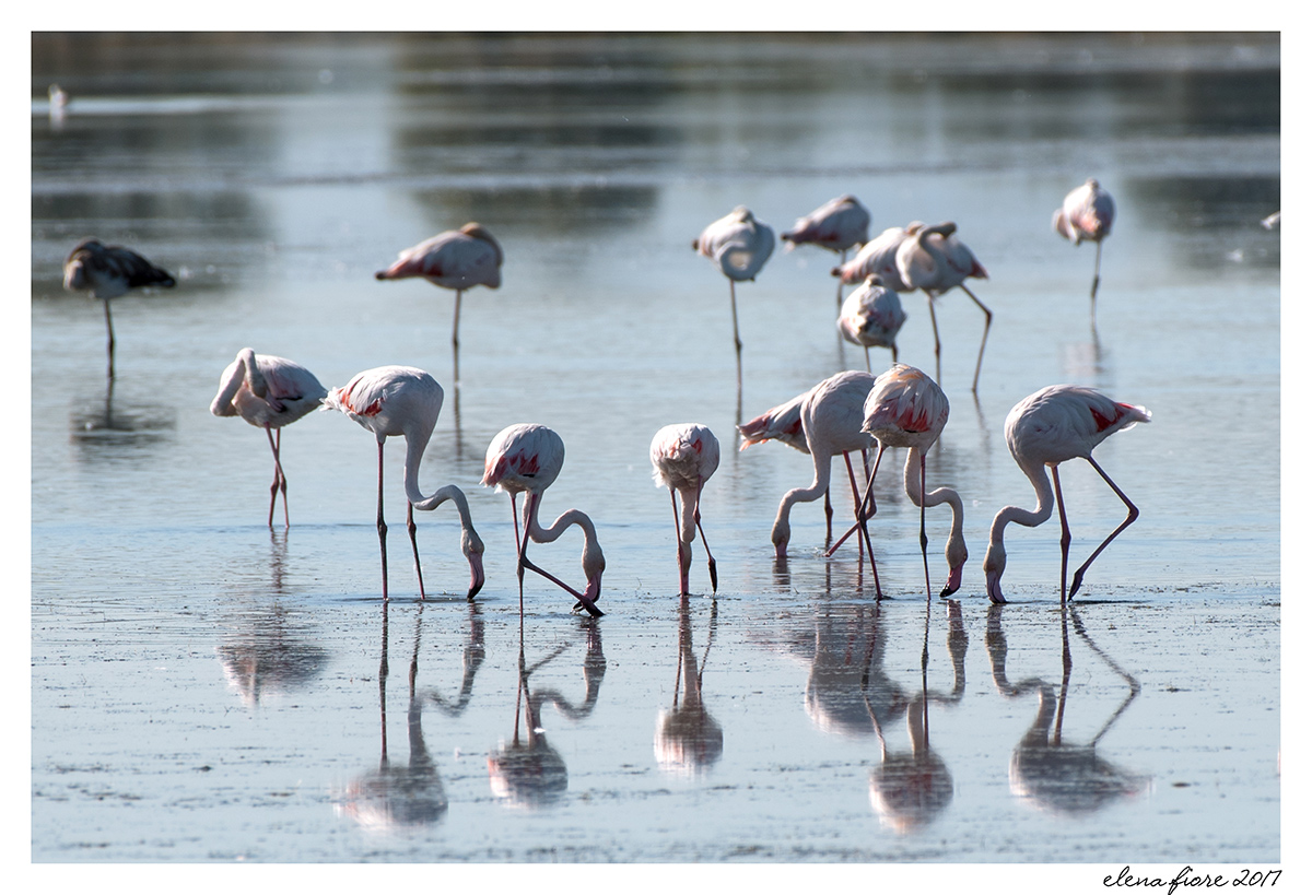 fenicotteri