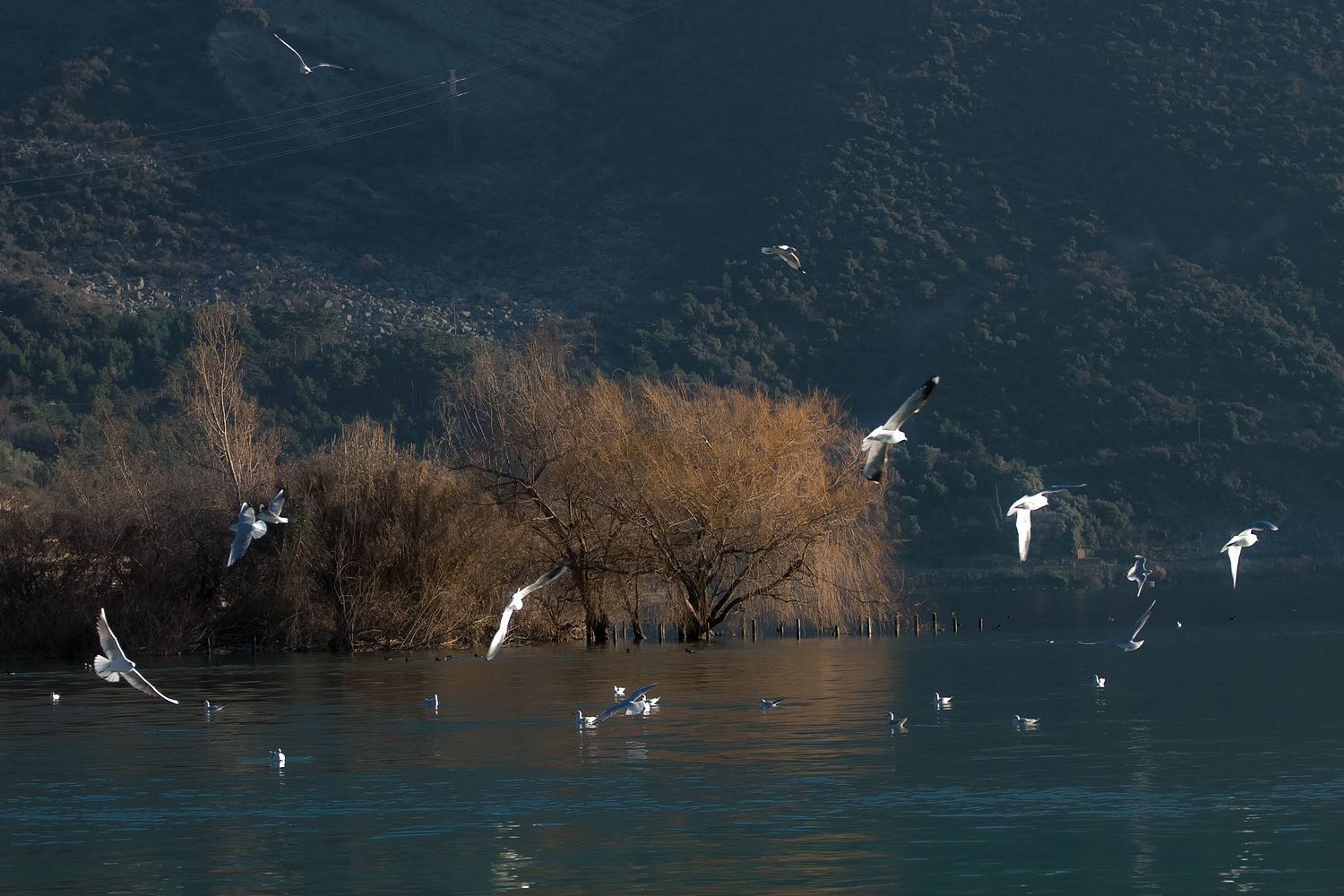 il gioco dei gabbiani