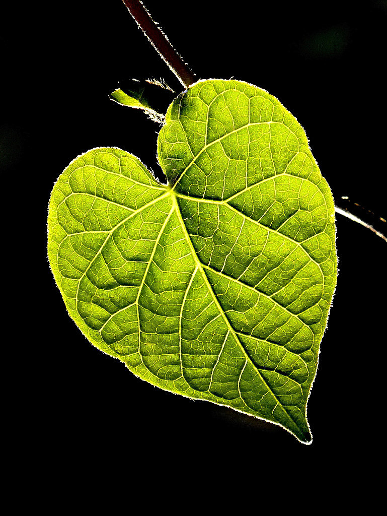***Anche la natura ha un Cuore***