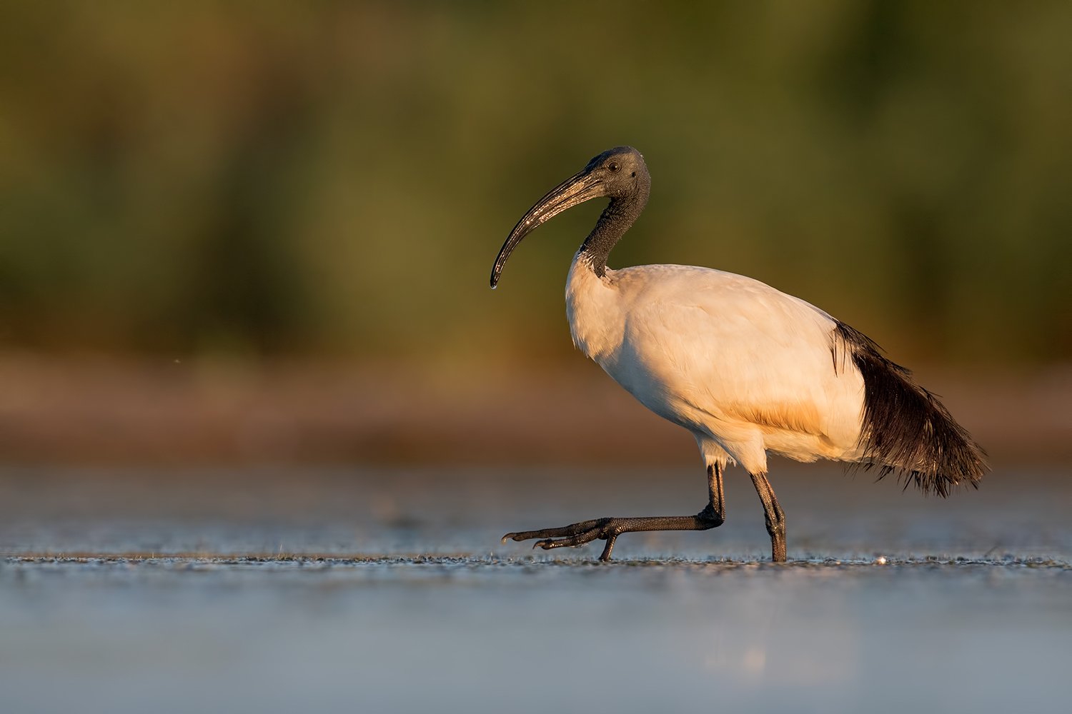 Ibis Sacro (AL TOP non era solo...ahahaha)