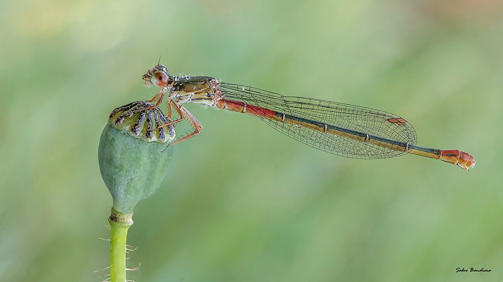 Ceriagrion-tenellum-femm