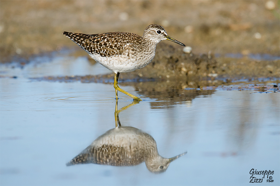 Piro piro boschereccio