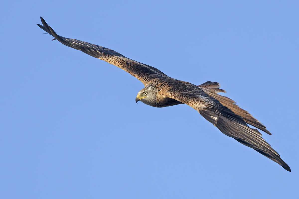 Nibbio reale (Milvus milvus)