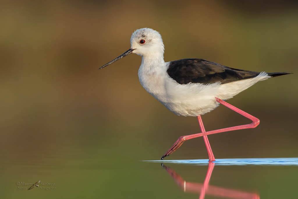 Cavaliere d'italia a passeggio