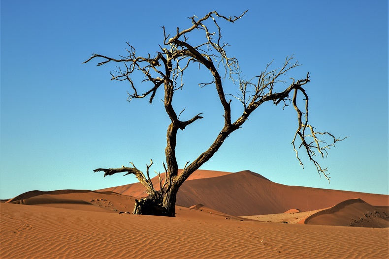 Namib Desert Tree