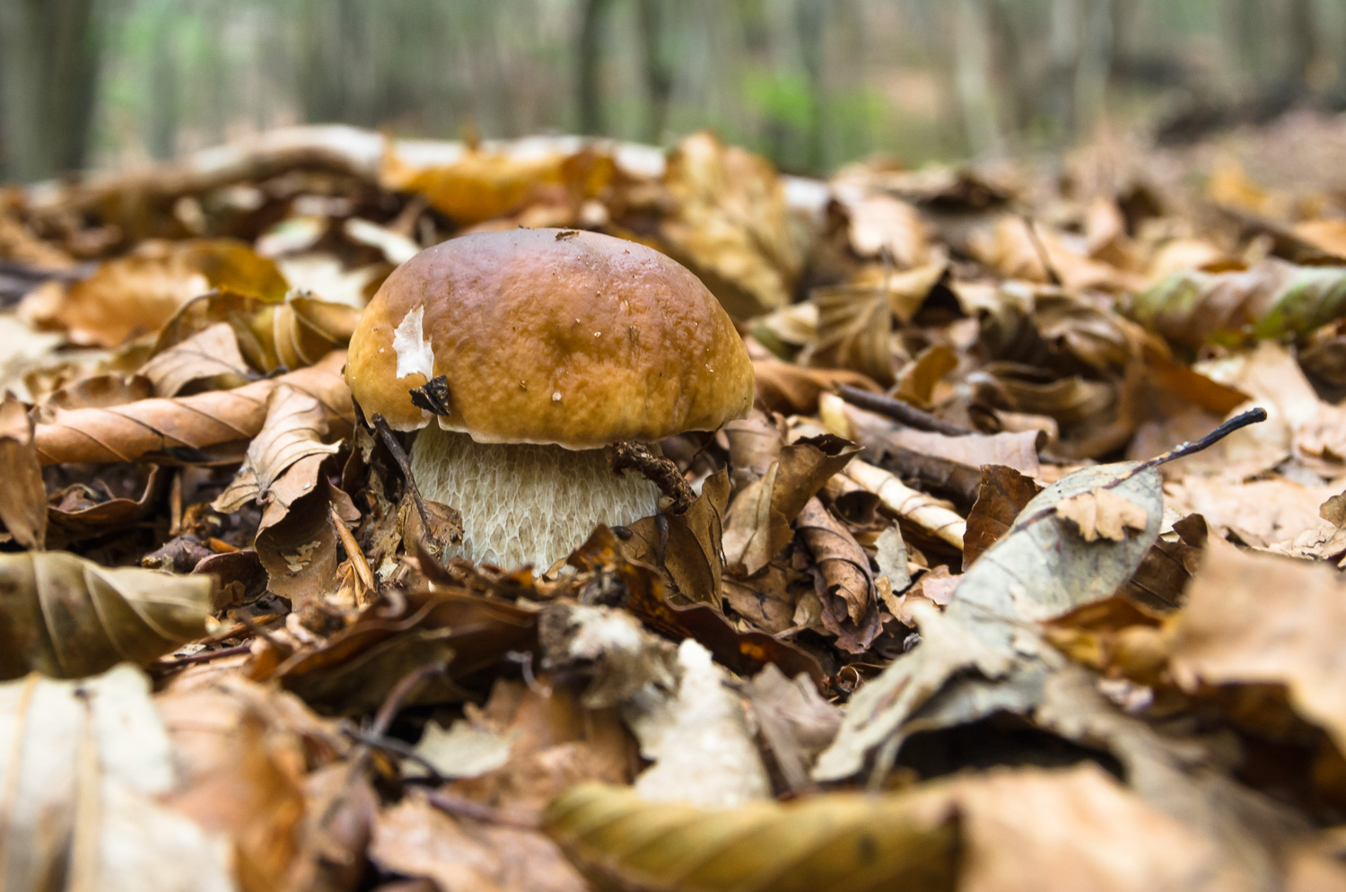 Edulis