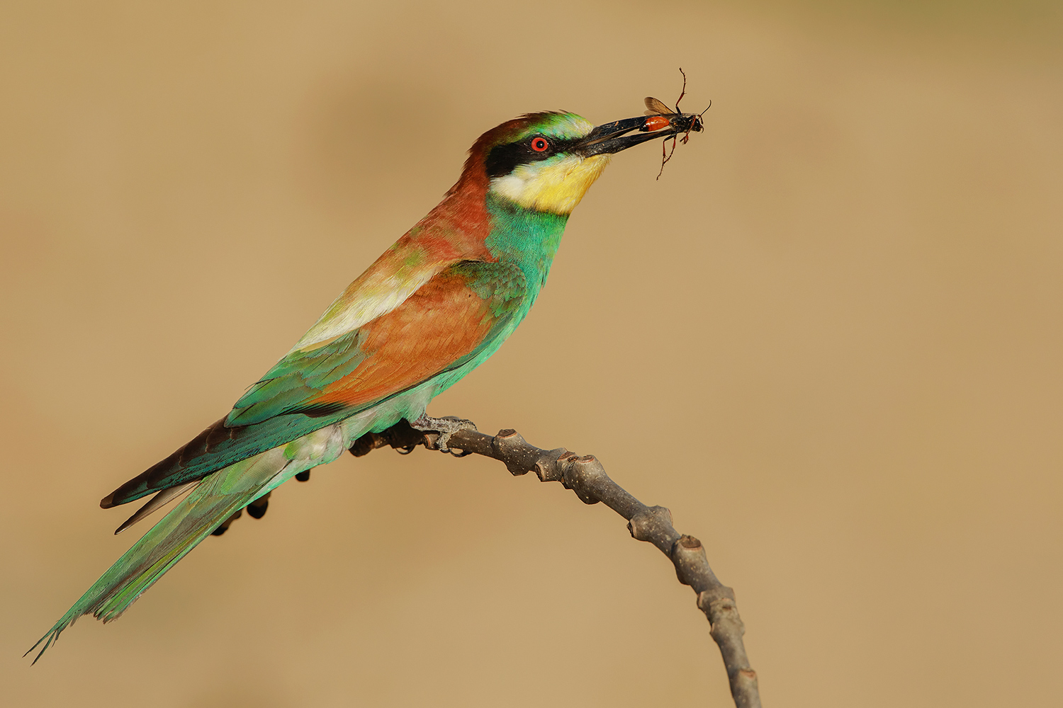 in attesa di nuovi arrivi.......
