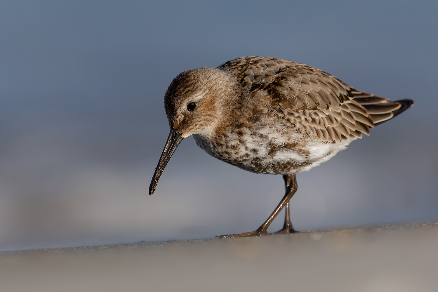 Pancianera (da rivedere)