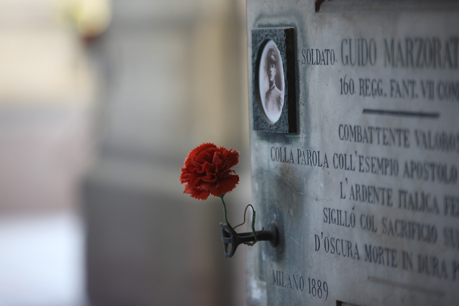 un Piccolo garofano rosso...