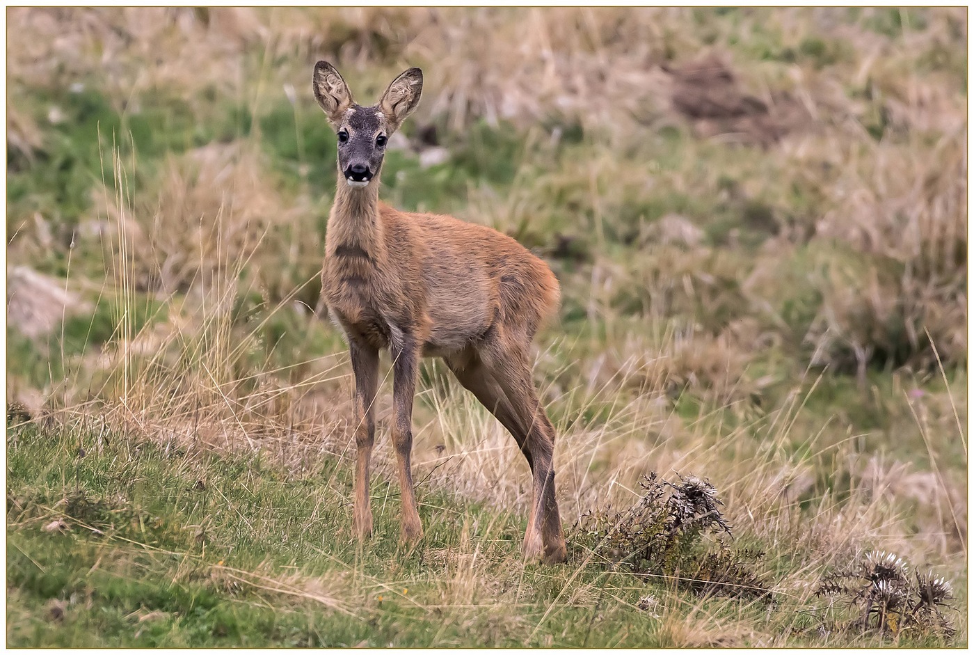 Piccolo grande Capriolo.
