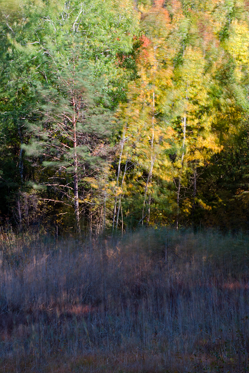 Torbiera con Betulle