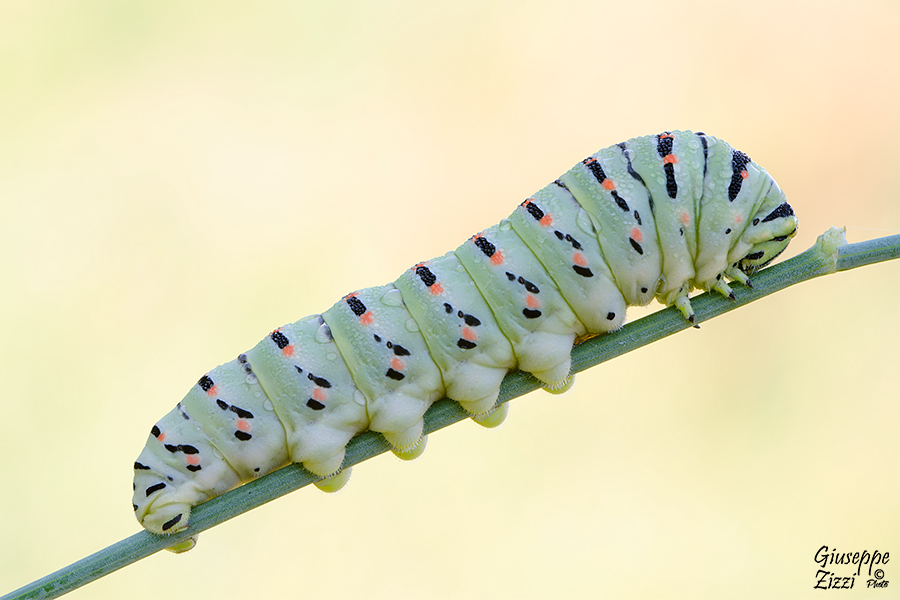 Bruco di macaone