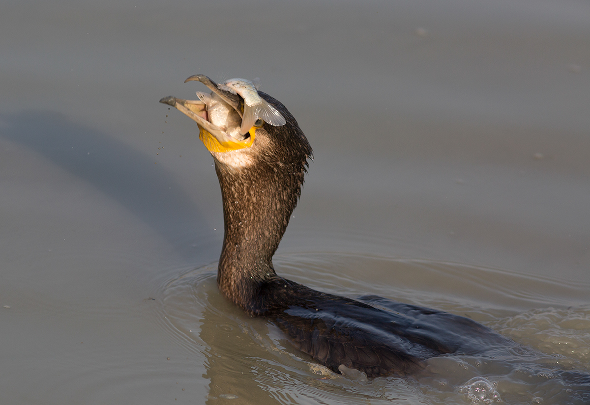 Il pasto del cormorano