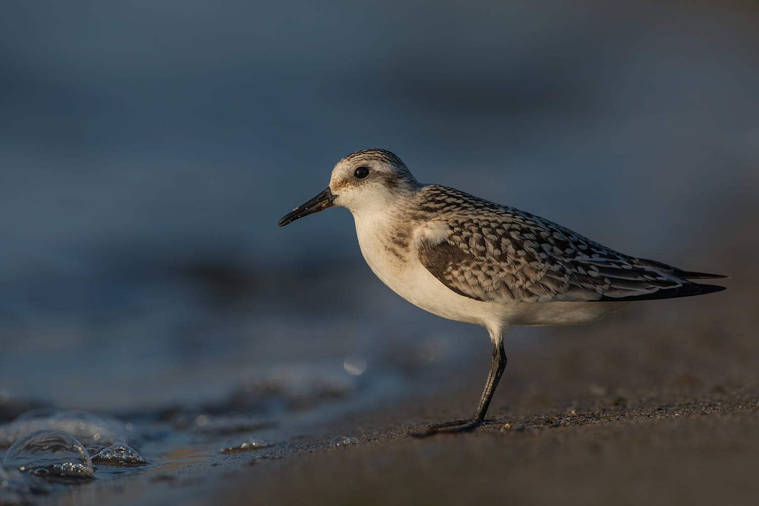 il tridattilo infortunato