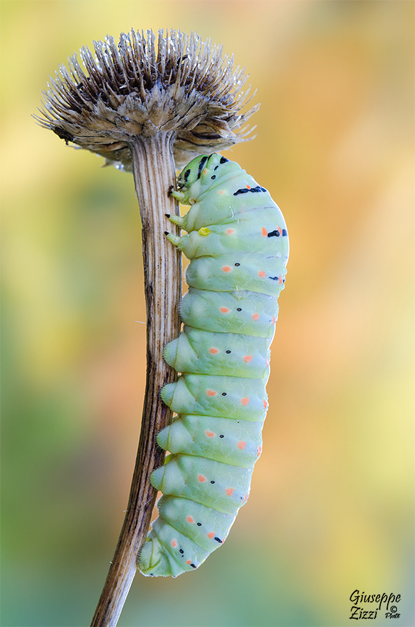 Papilio machaon