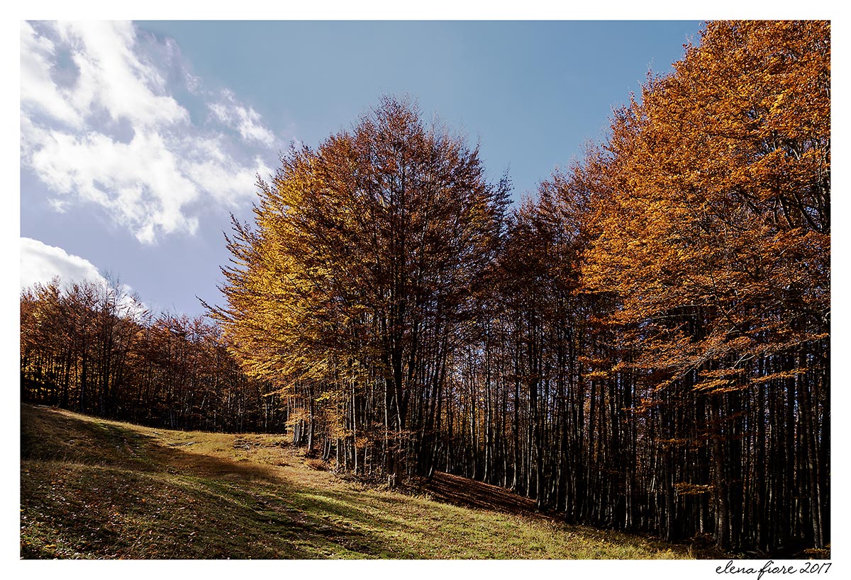 Autunno in Campigna n. 2