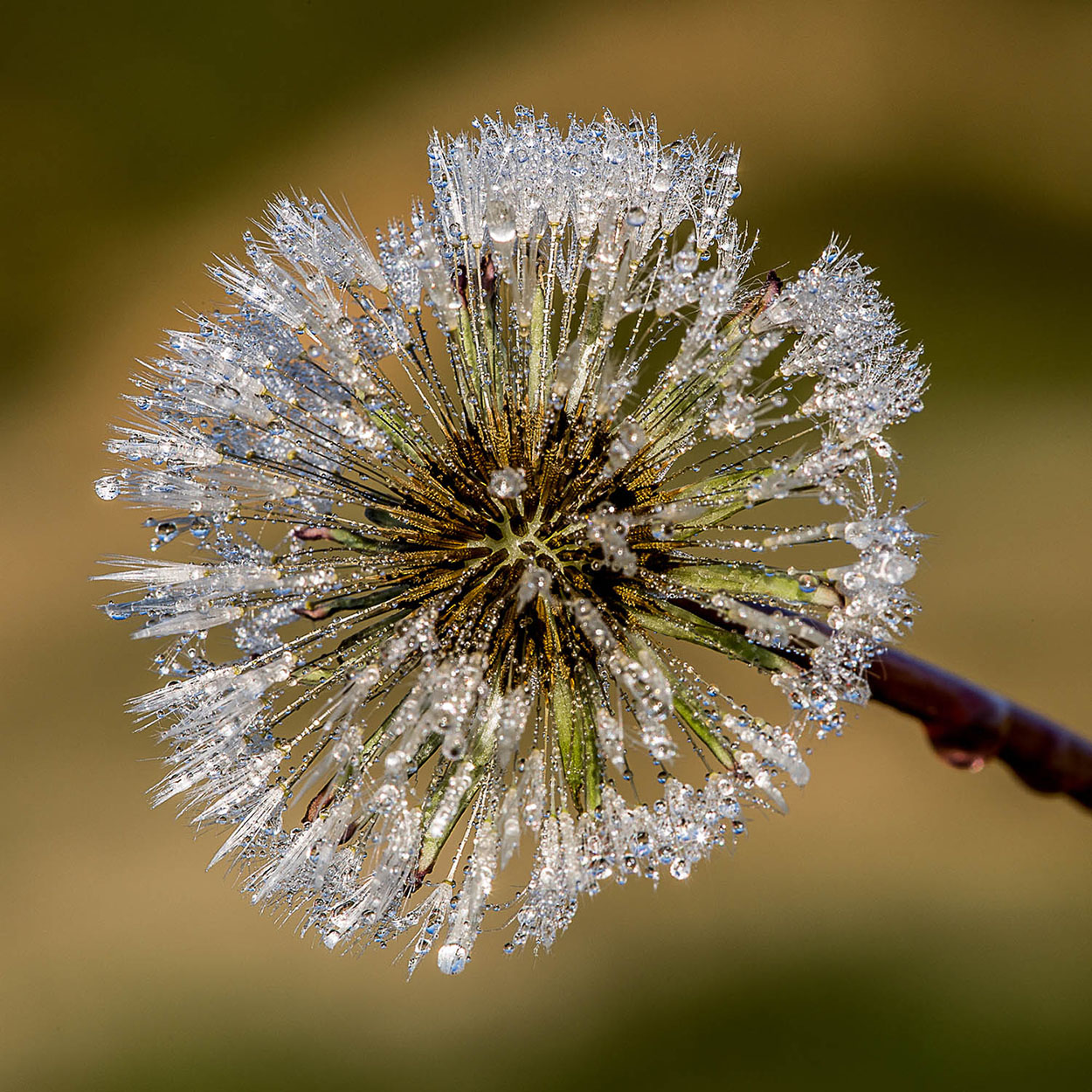 Fuoco d'artificio della natura