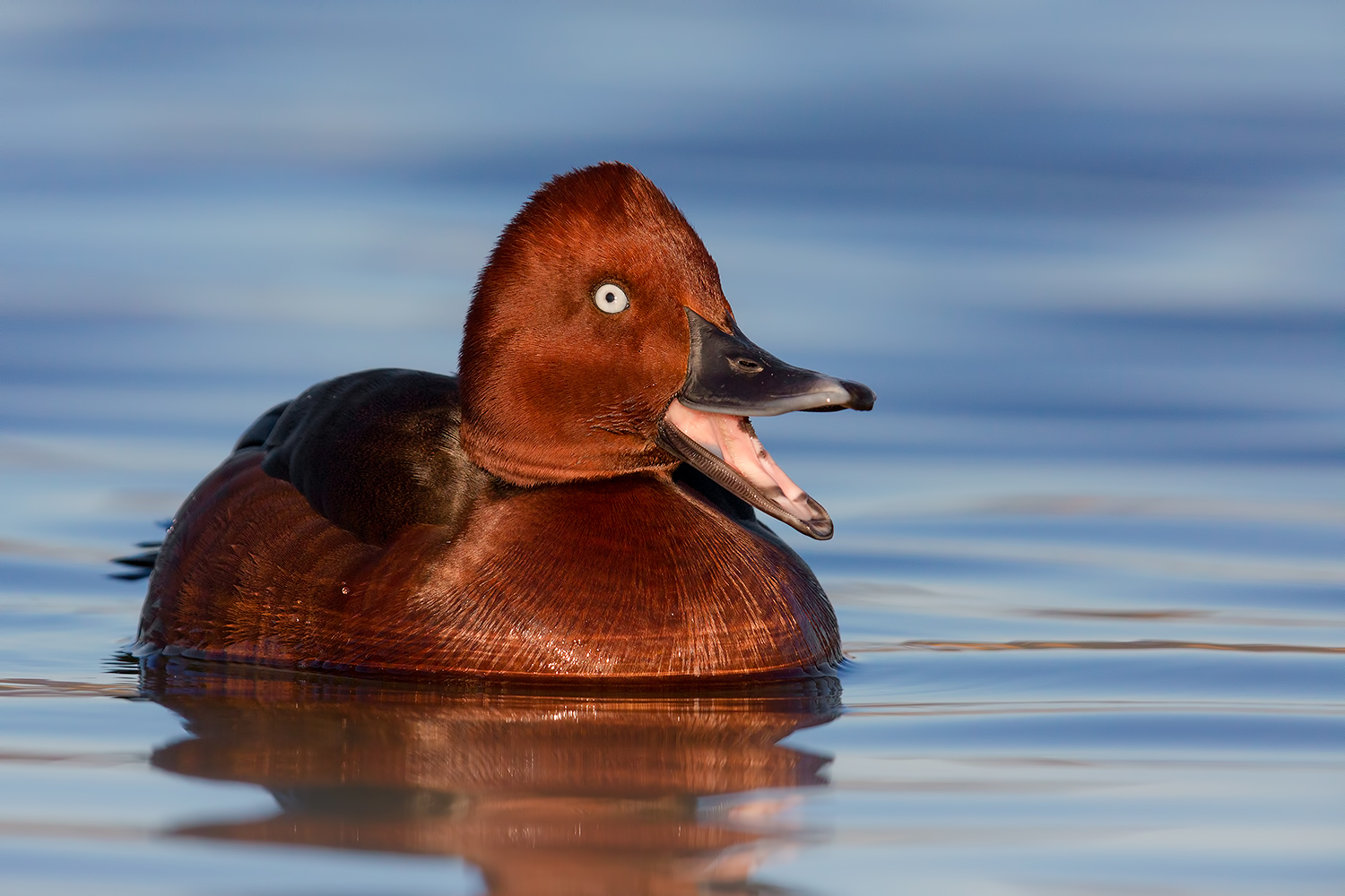 Un colloquio di tabacco