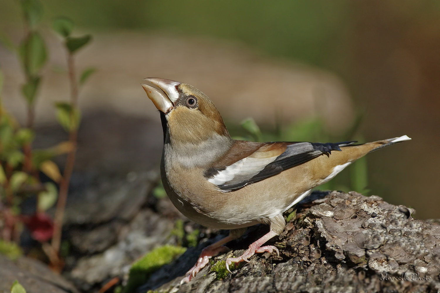 Frosone in abbeverata (no crop)