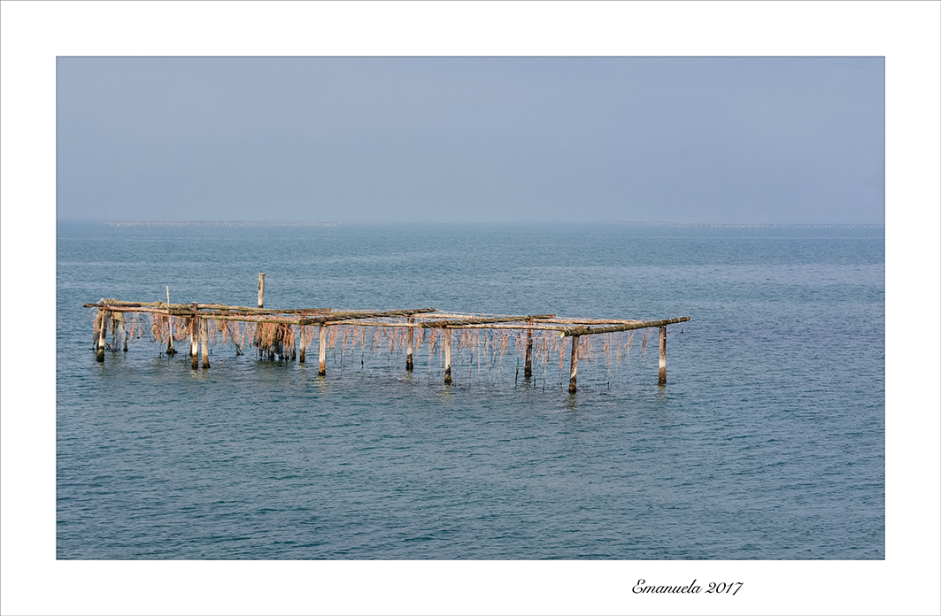 Sacca degli Scardovari