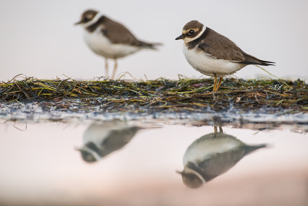 grossi allo specchio