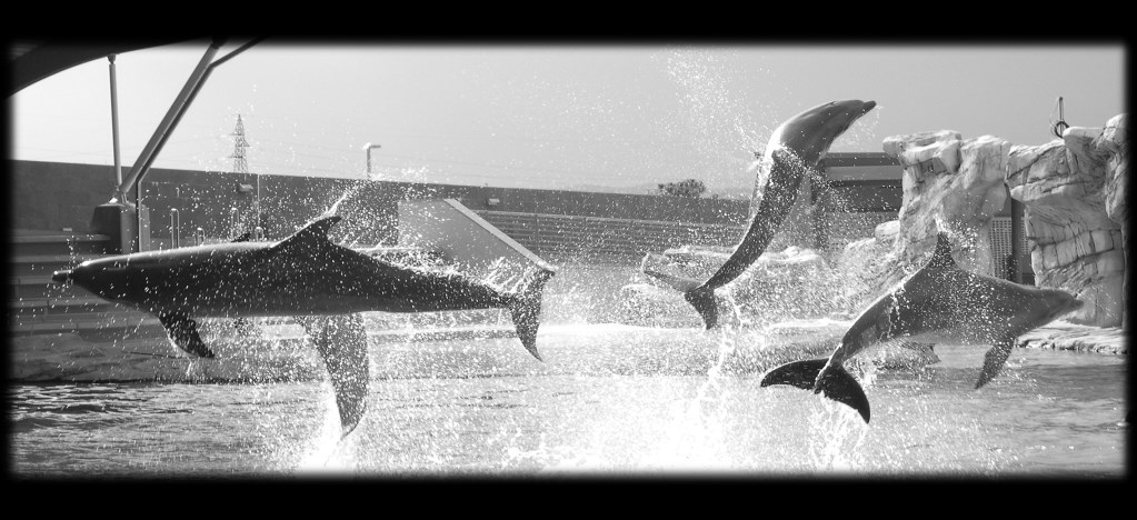 delfini acrobati