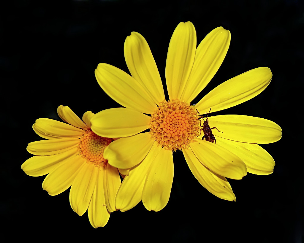 ***Risveglio da sotto la coperta gialla***