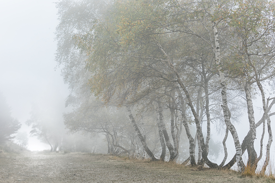 Birches in the fog