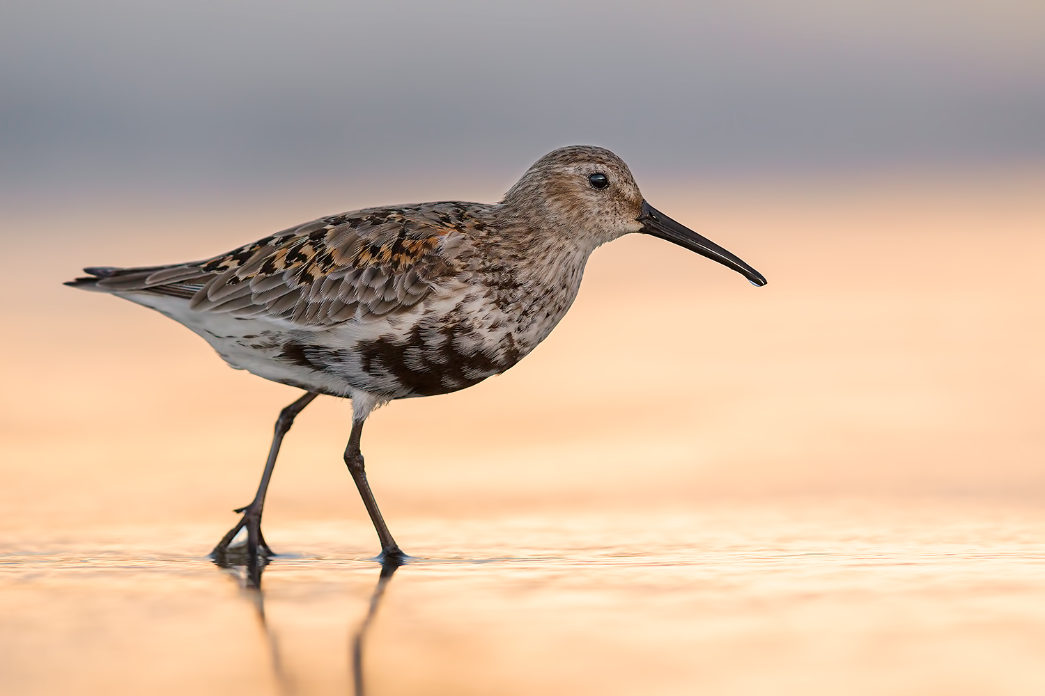 Mission to Mars (Pancianera)