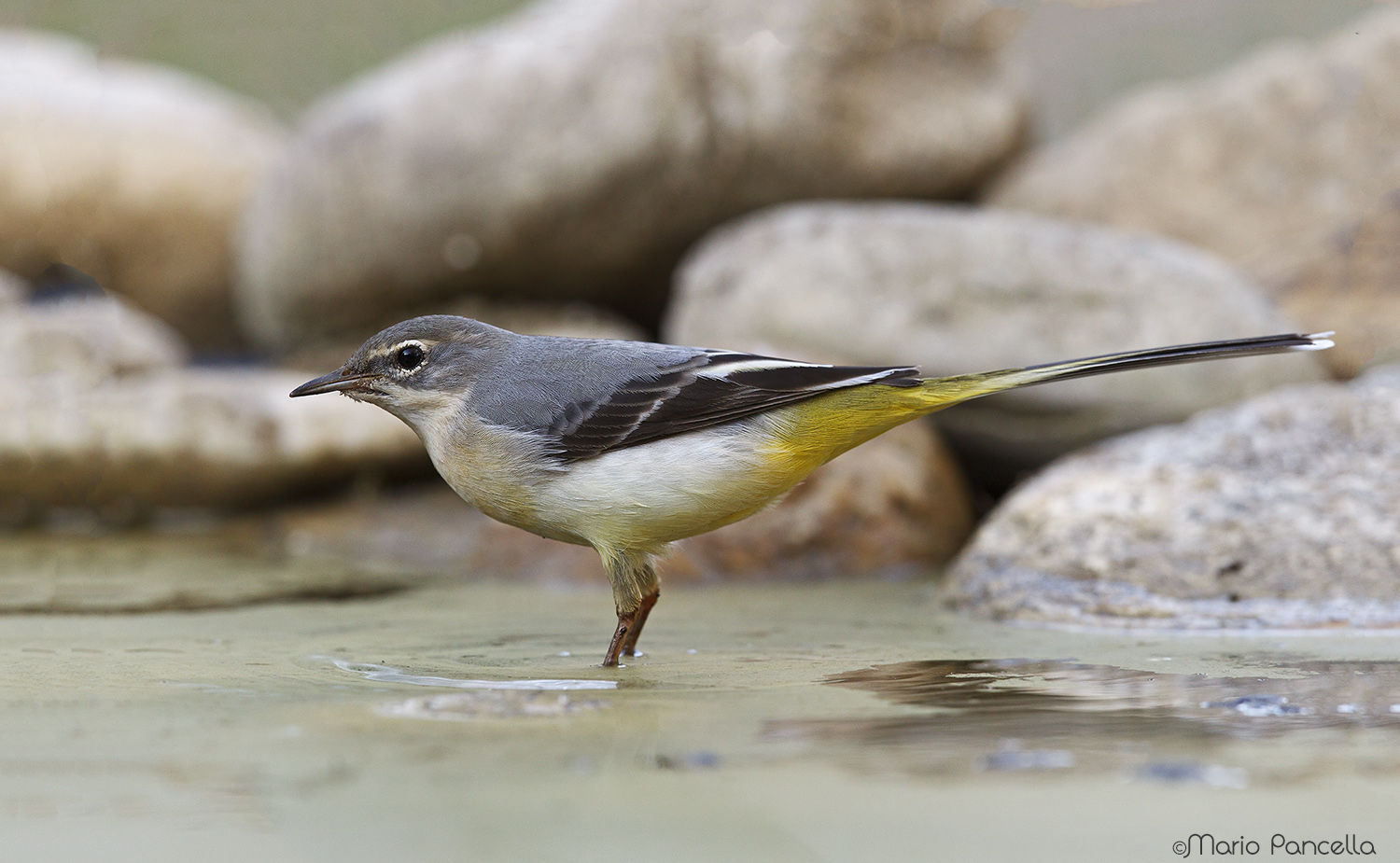 Ballerina gialla (Motacilla cinerea)