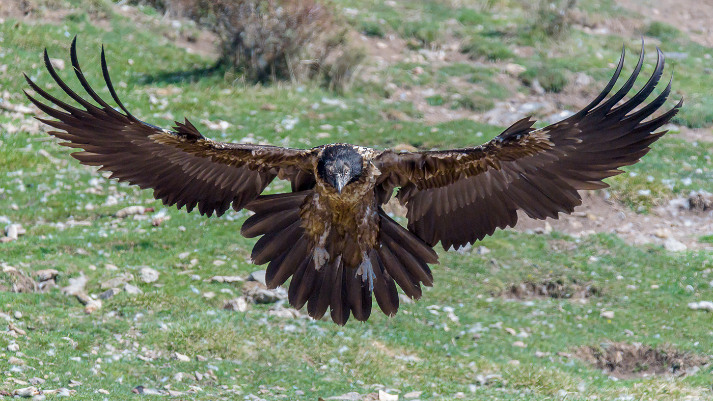 Gipeto in atterraggio