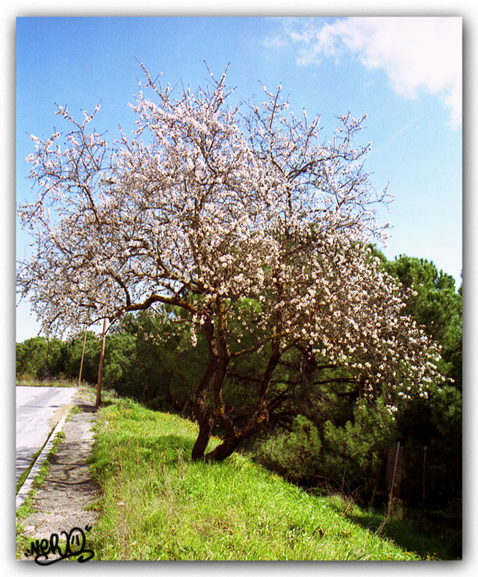 ritratto di primavera....