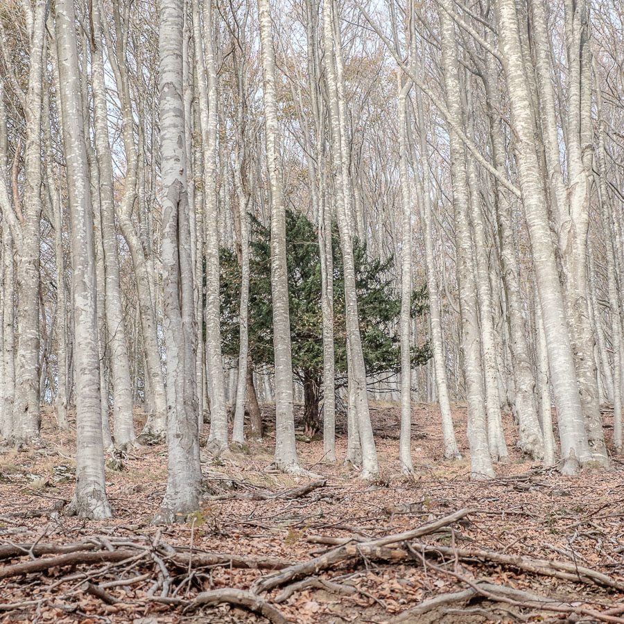 Nel bosco di betulle