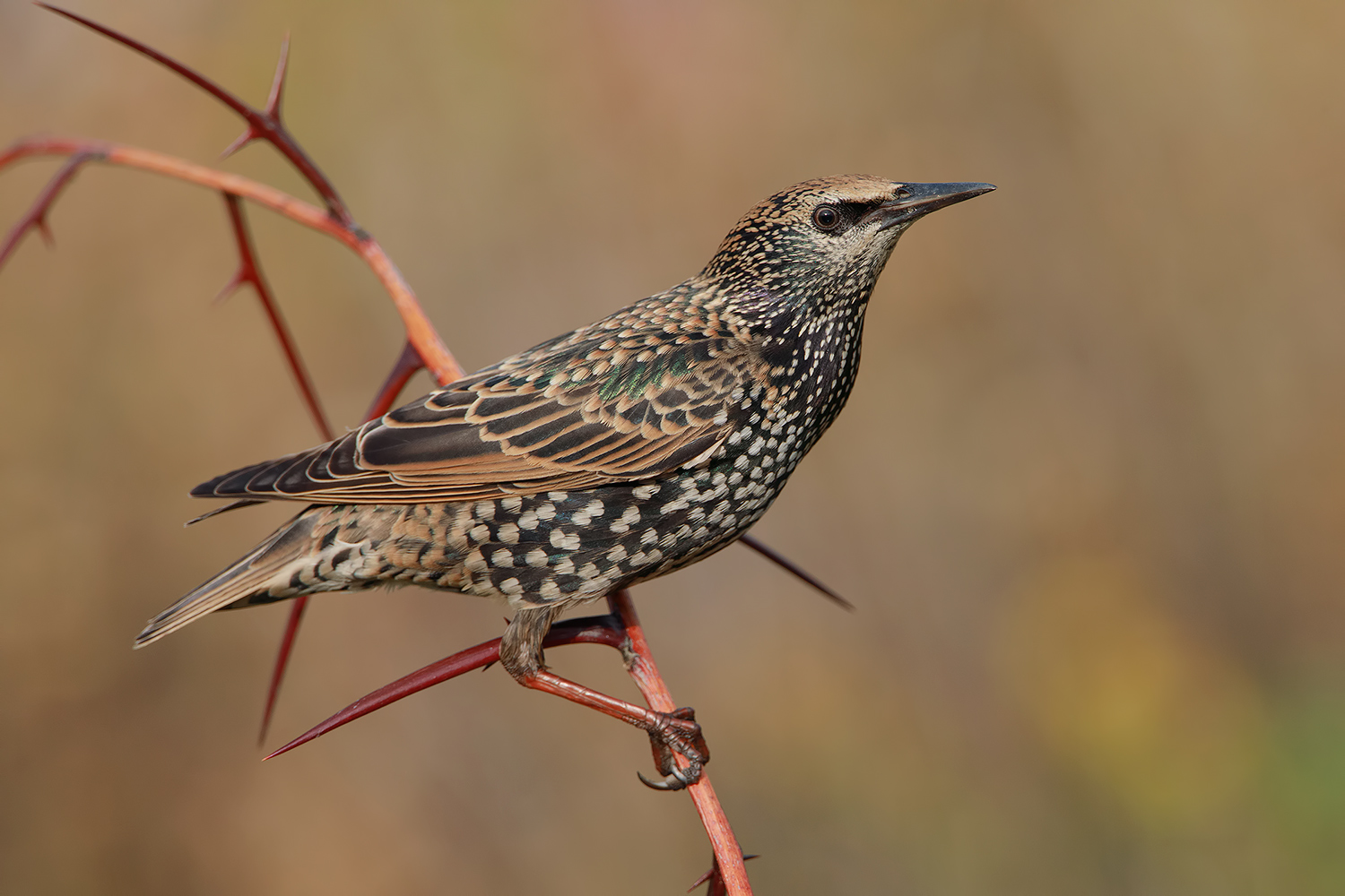 lo storno della discordia.....