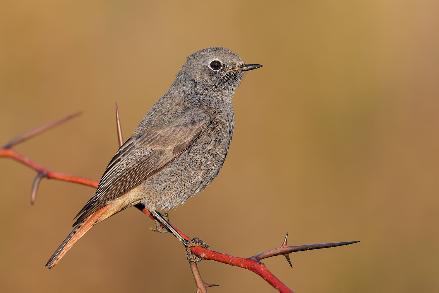 Il Futuro � gi� qu� !!!! (Spazza Maschio Immaturo)