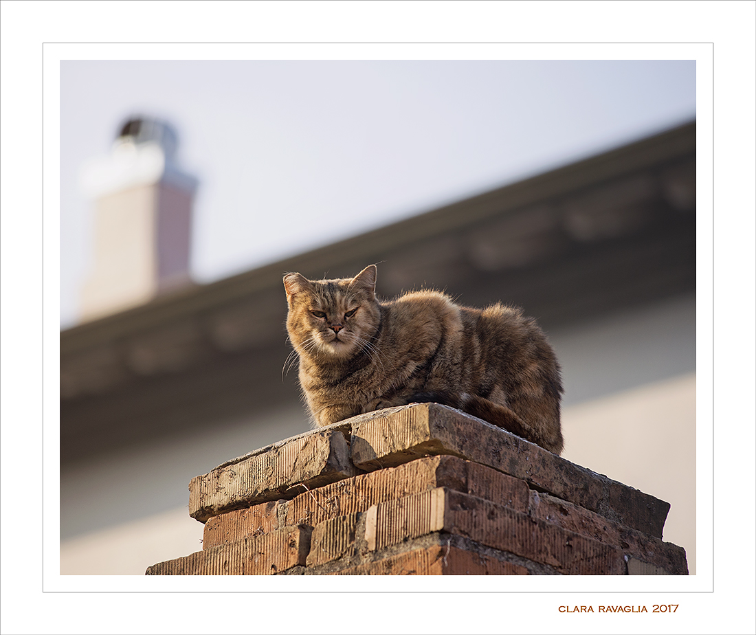 Un placido micione...alfa