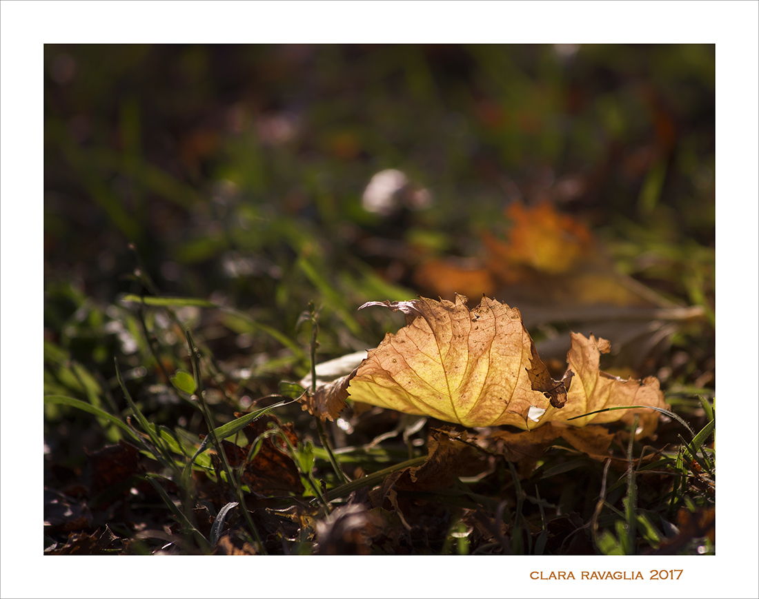 Solari...trasparenze