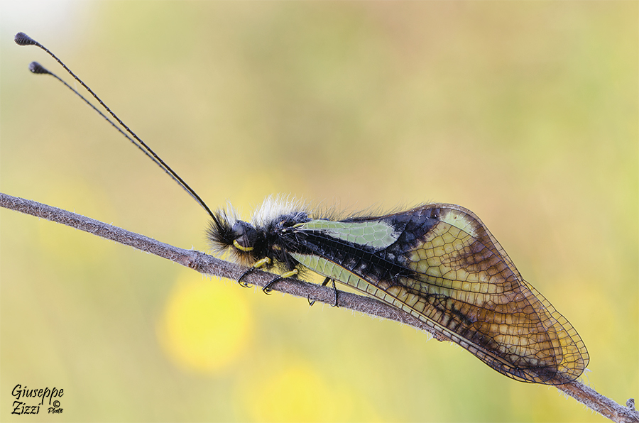 Libelloides coccajus