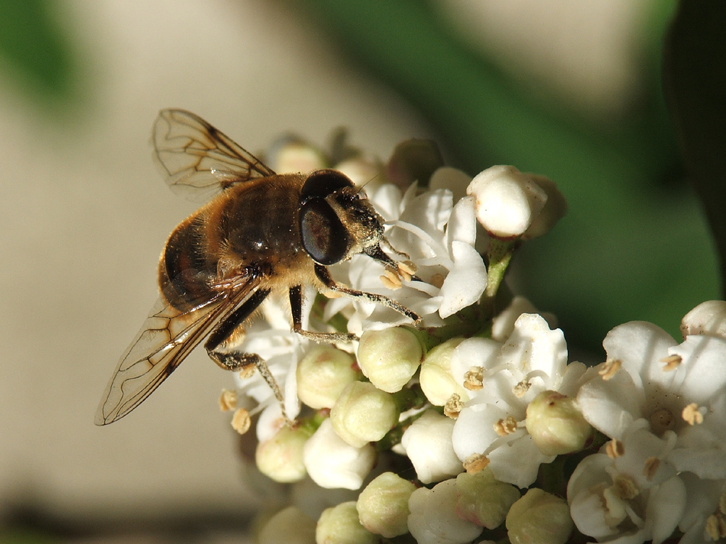 fly