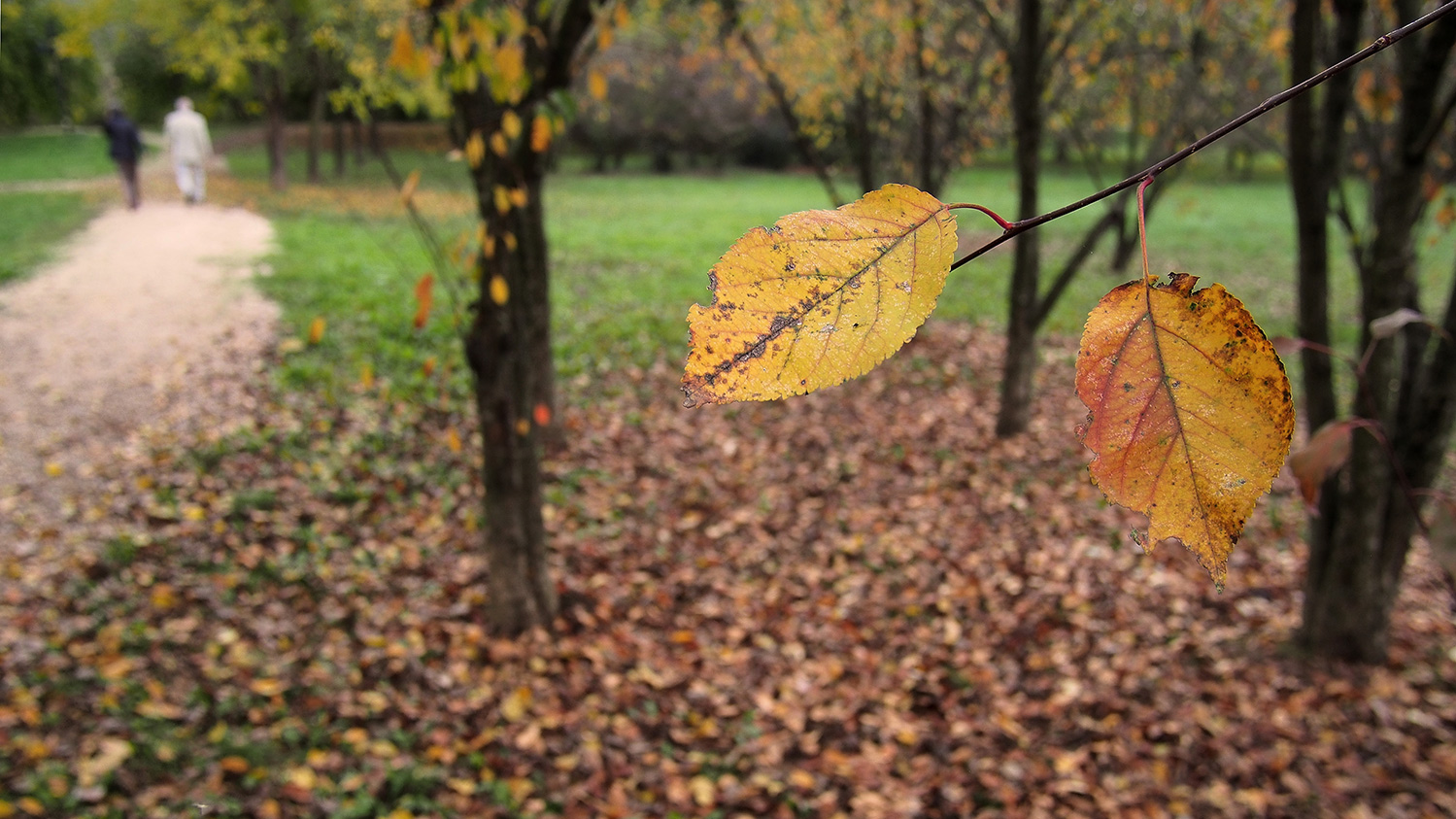 Passeggiata nel parco d'autunno