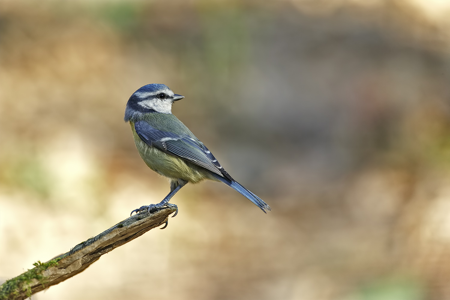 Dal film " L'esorcista"....La cinciarella.