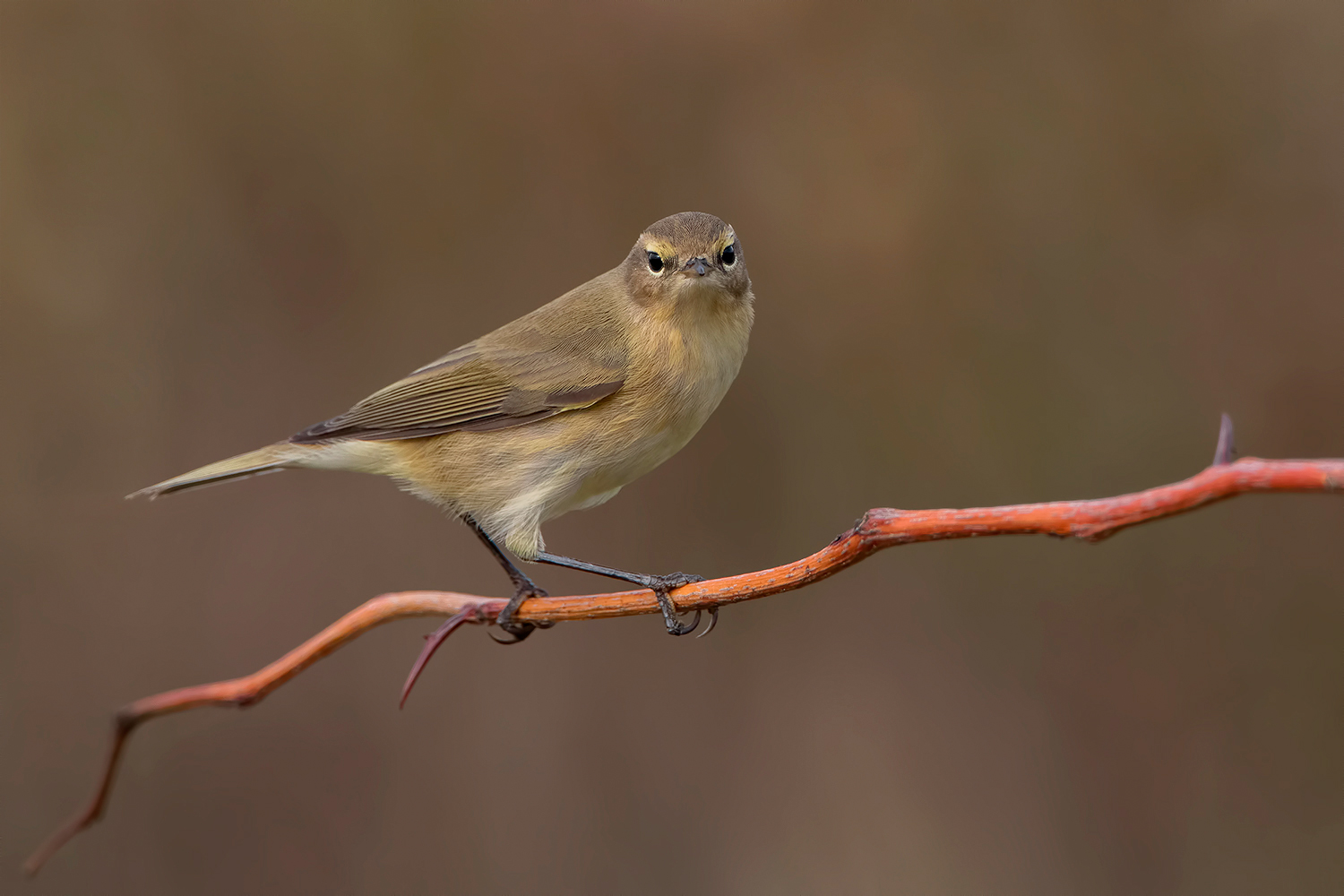 occhio che ti ho visto......
