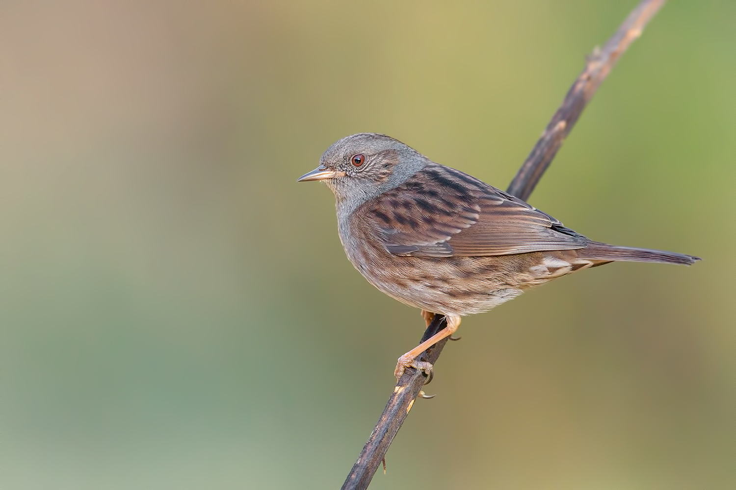 Scopaiola in colors....iso 10000